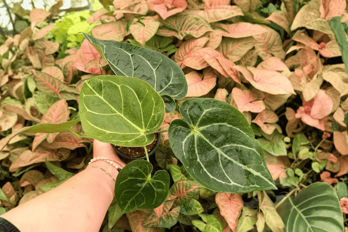 Anthurium Plants - 4-Inch Pots - Hoffmanii x Crystallinum Hybrid - Live Tropical Foliage - Exact Plants Included