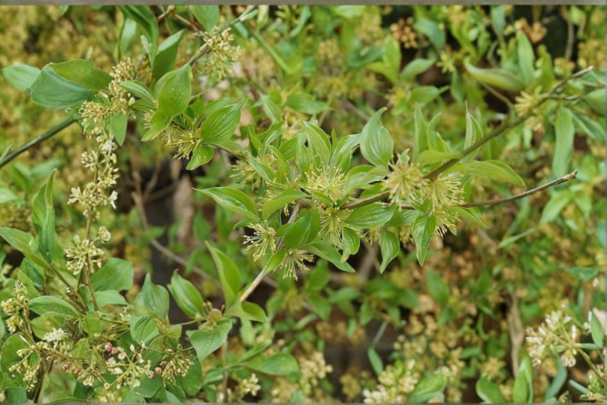Lemon Zest Japanese Cornel Dogwood 1 Gallon Live Plant - Cornus officinalis, Yellow Flowers, Ornamental Shrub for Garden