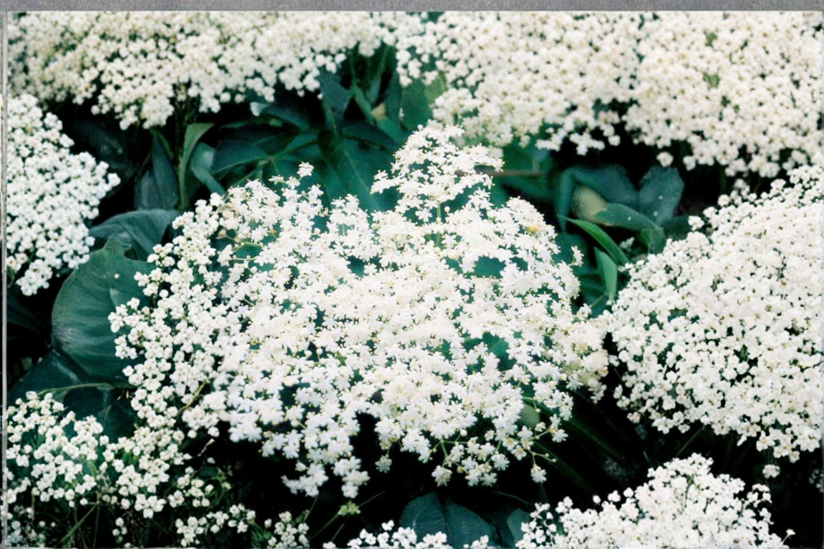 Bob Gordon Elderberry Live Plant 1 Gallon Pot Sambucus canadensis Fruiting Shrub Native Berry Plant for Edible Gardens