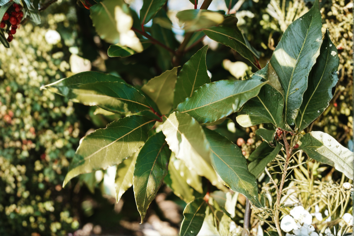 Bay Laurel Starter Plant - Live Culinary Herb - Laurus nobilis - Evergreen for Garden, Patio, or Container