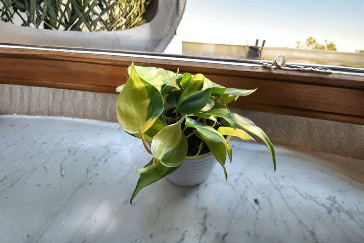 Brasil Philodendron Live Plant 4 Inch Pot - Philodendron hederaceum 'Brasil' - Heart-Shaped Variegated Foliage