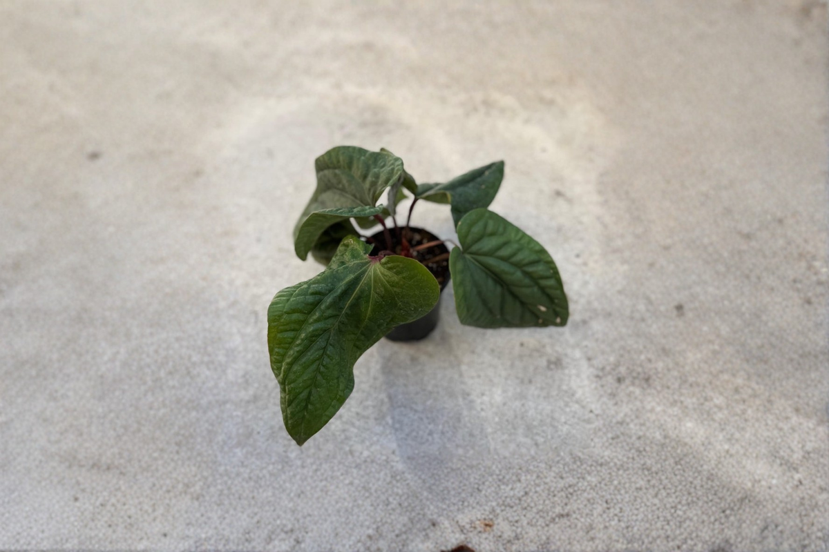 Anthurium Radicans x Luxurians Live Plant | 4 Inch Rare Dark Green Hybrid | Indoor Tropical Houseplant | Anthurium radicans × Anthurium luxurians