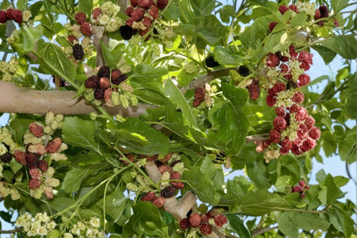 Weeping Mulberry Tree 1 Gallon Potted Ornamental Tree Morus spp. Compact Cascading Garden Plant Ready to Grow