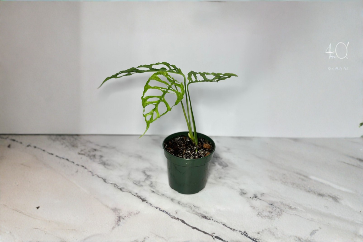 Monstera Obliqua Peru Live Plant 3-4 Inch Pot Rare Split Leaf Tropical Houseplant Monstera obliqua Indoor Decor Gift