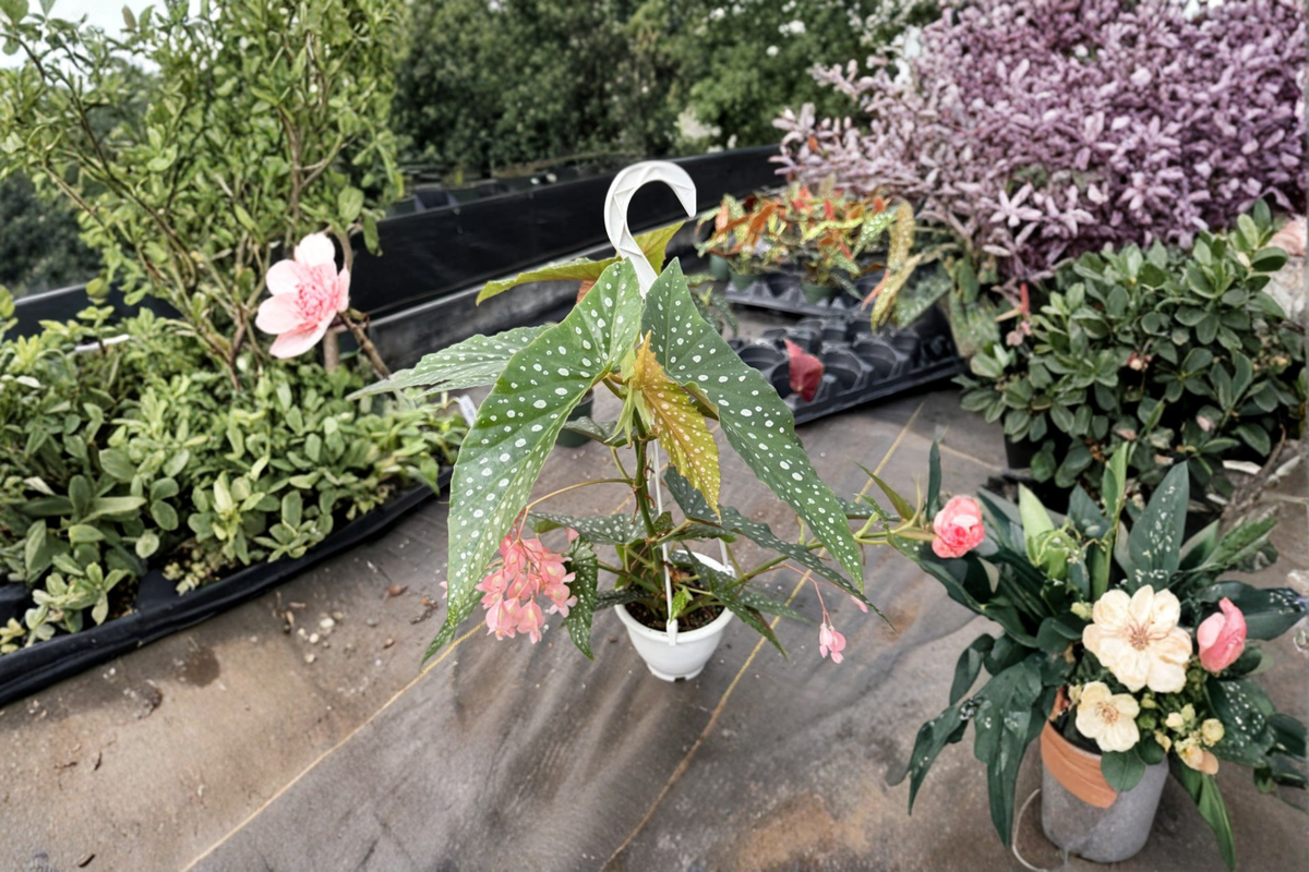 Begonia White Ice Live Plant in 4.5 Inch Hanging Pot | Angel Wing Begonia | Indoor Tropical Decor | Begonia ‘White Ice’