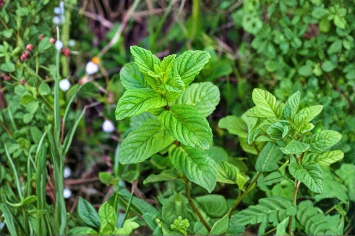 Peppermint Live Herb Plants - Set of 5 Bare Root Edible Aromatic Mentha × piperita for Herb Gardens and Containers