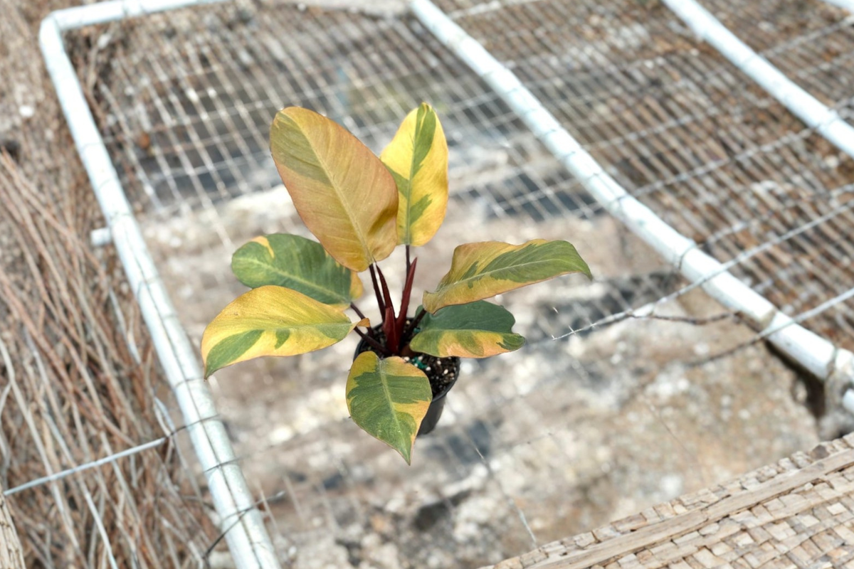 Philodendron Black Cardinal Variegated Live Plant 4 Inch Pot Rare Tropical Houseplant Philodendron 'Black Cardinal Variegated'