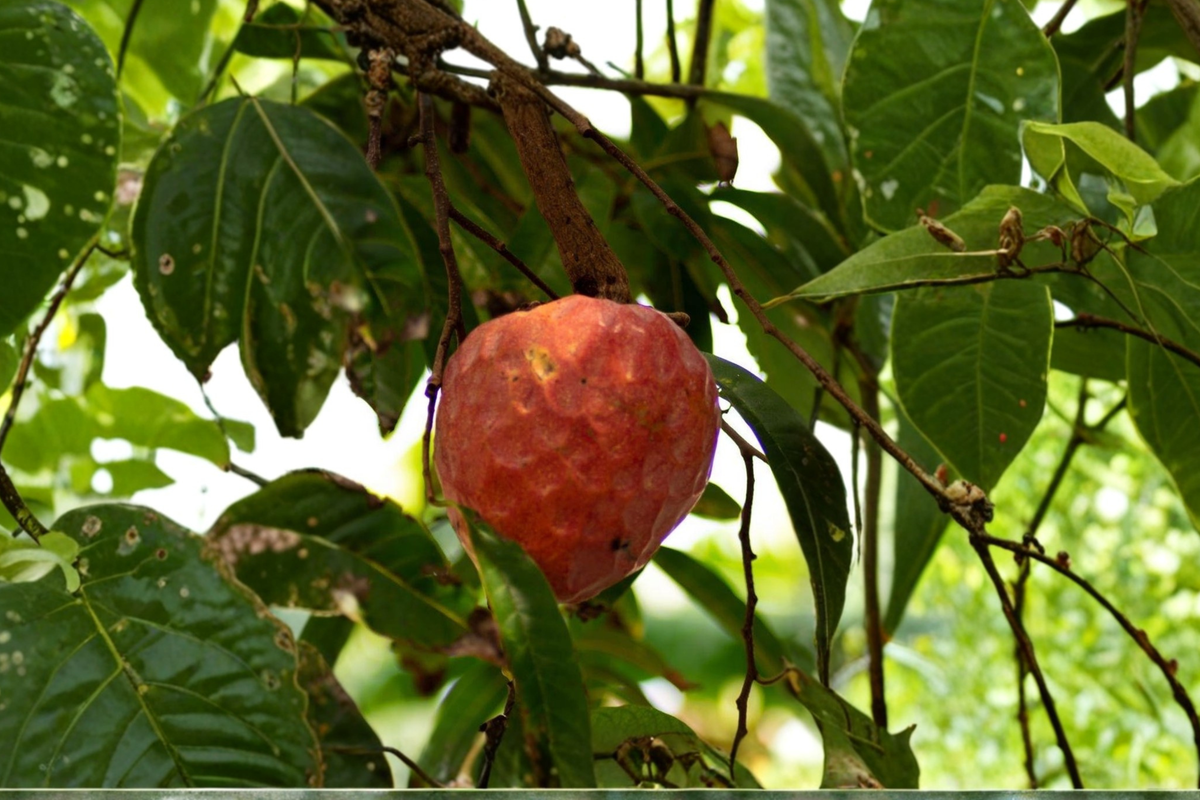 Red Custard Apple Tree Live Plant 2ft Annona Reticulata Tropical Fruit for Backyard Garden - No Ship to California