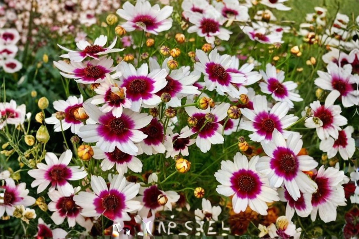Coreopsis Ice Wine Live Starter Plant in 2.5" Pot, Perennial Flower, Coreopsis 'Ice Wine', Yellow & Burgundy Blooms
