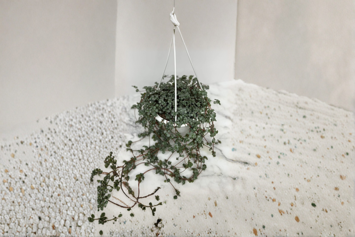 Pilea Glauca Aquamarine Live Plant - 4.5 Inch Trailing Indoor Houseplant for Home Decor, Pilea glauca ‘Aquamarine’