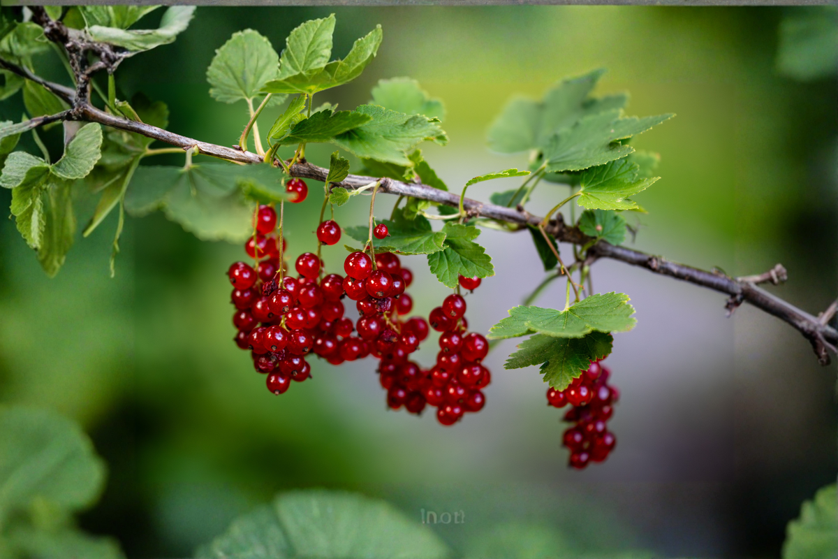 Red Currant Live Starter Plants - Set of 2 - Ribes rubrum - Edible Red Berries - Fruiting Shrubs for Gardens and Containers