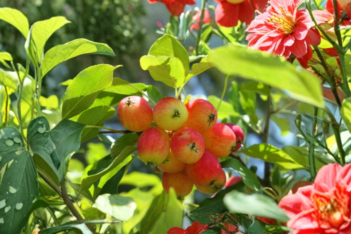Dolgo Crabapple Tree Live Plant 4-6 Ft, Cold Hardy Fruit Tree, Ornamental Flowering Tree, Malus angustifolia