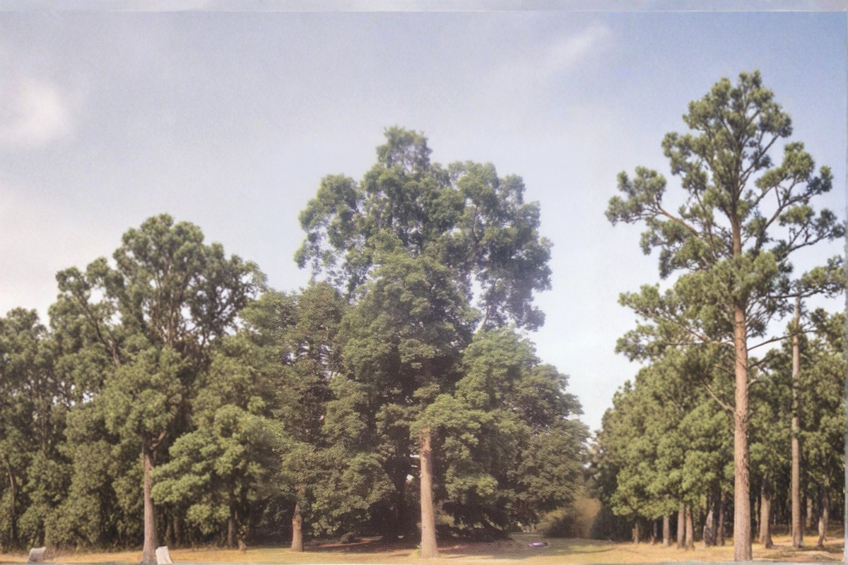 Elliott Pecan Tree Live Plant 16-24 Inch, Papershell Nut Tree for Garden or Orchard, Carya illinoinensis
