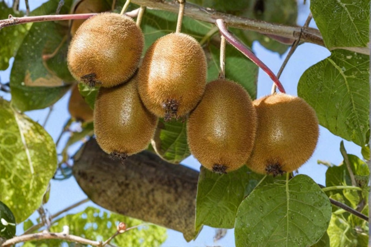 Saanichton Kiwi Plant Bundle - 1 Gallon Female & Male Fuzzy Kiwi Vines - Actinidia deliciosa - Ready to Grow