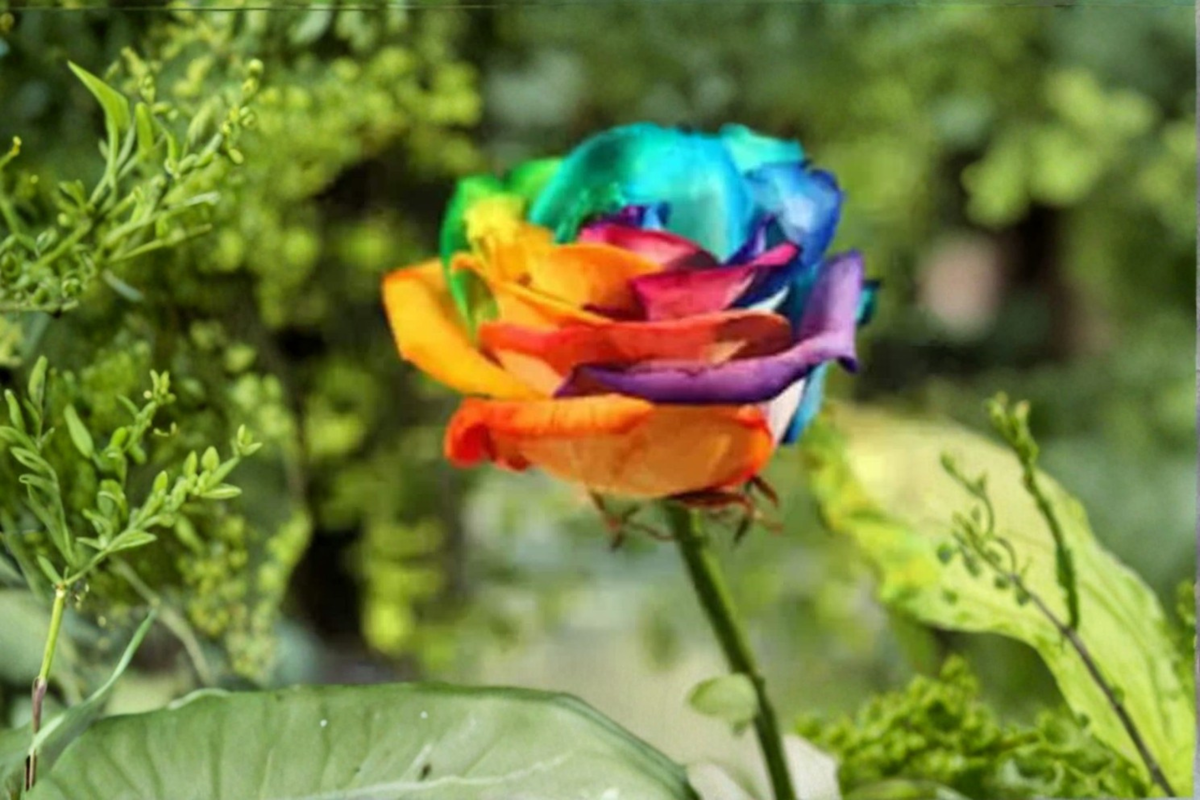 Multi-Colored Rose Seeds 20 Pack | Fragrant Ornamental Flower Seeds | Rosa spp. | USA Seller