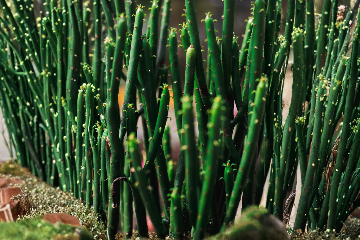 10 Fire Sticks Pencil Cactus Cuttings - Euphorbia tirucalli Succulent Live Cuttings for Propagation and Gardening