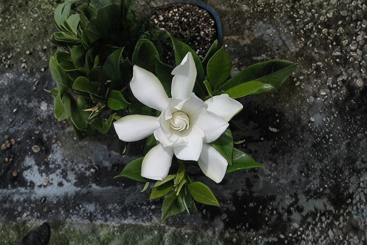 Frost Proof Gardenia Starter Plant - Cape Jasmine - Gardenia jasminoides - Fragrant White Flowers, Evergreen Shrub