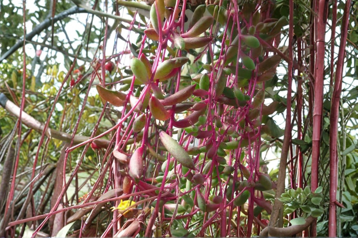 Ruby Necklace Succulent Plant, 4 Inch Pot, Trailing Othonna capensis, Colorful Purple-Green Foliage, Low-Maintenance Decor