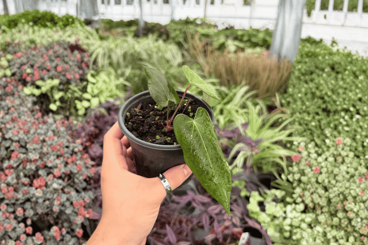 Anthurium Goliath x Dark Mama Live Plants - 2 Pack - 4-Inch Pots - Tropical Ornamental Foliage - Anthurium Hybrid