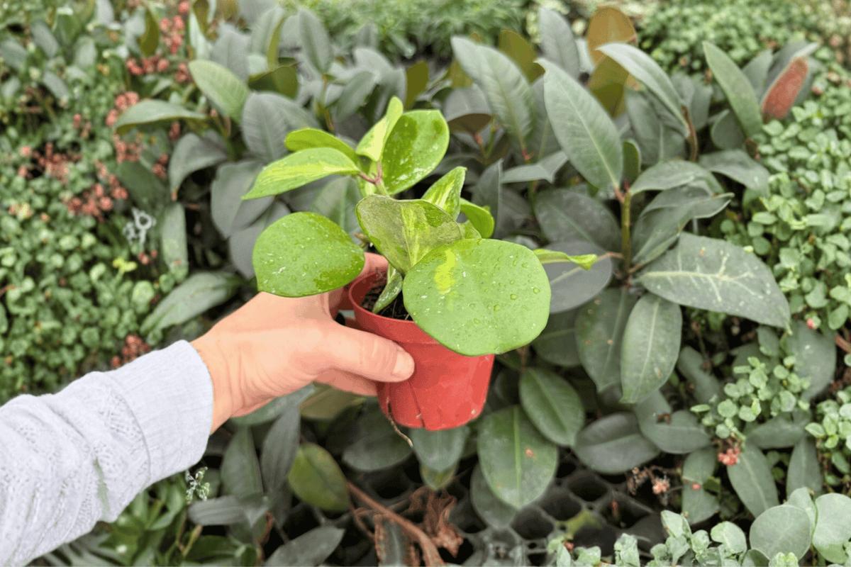 2 Hoya Obovata Variegata Live Plants in 4-Inch Pots - Variegated Tropical Vining Hoya - Hoya obovata ‘Variegata’