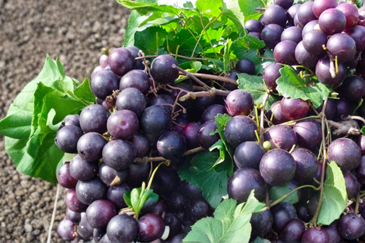 Black Muscadine Grape Vine Live Plant 3 Gallon, Fruiting Climbing Vine for Garden & Vineyard, Vitis rotundifolia