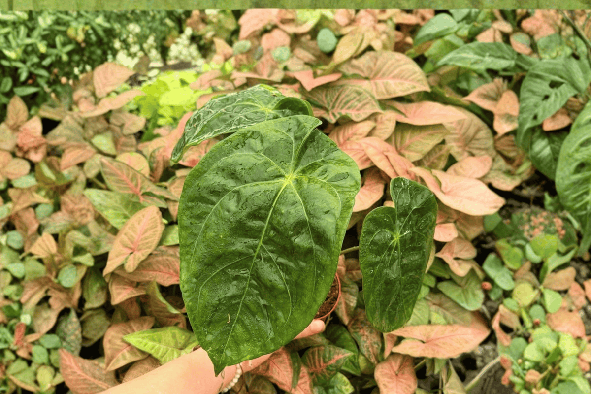 Anthurium Papi x Hulk Live Plants - 2 Exact 4-Inch Pots - Ornamental Tropical Hybrid - Anthurium hybrid ‘Papi x Hulk’