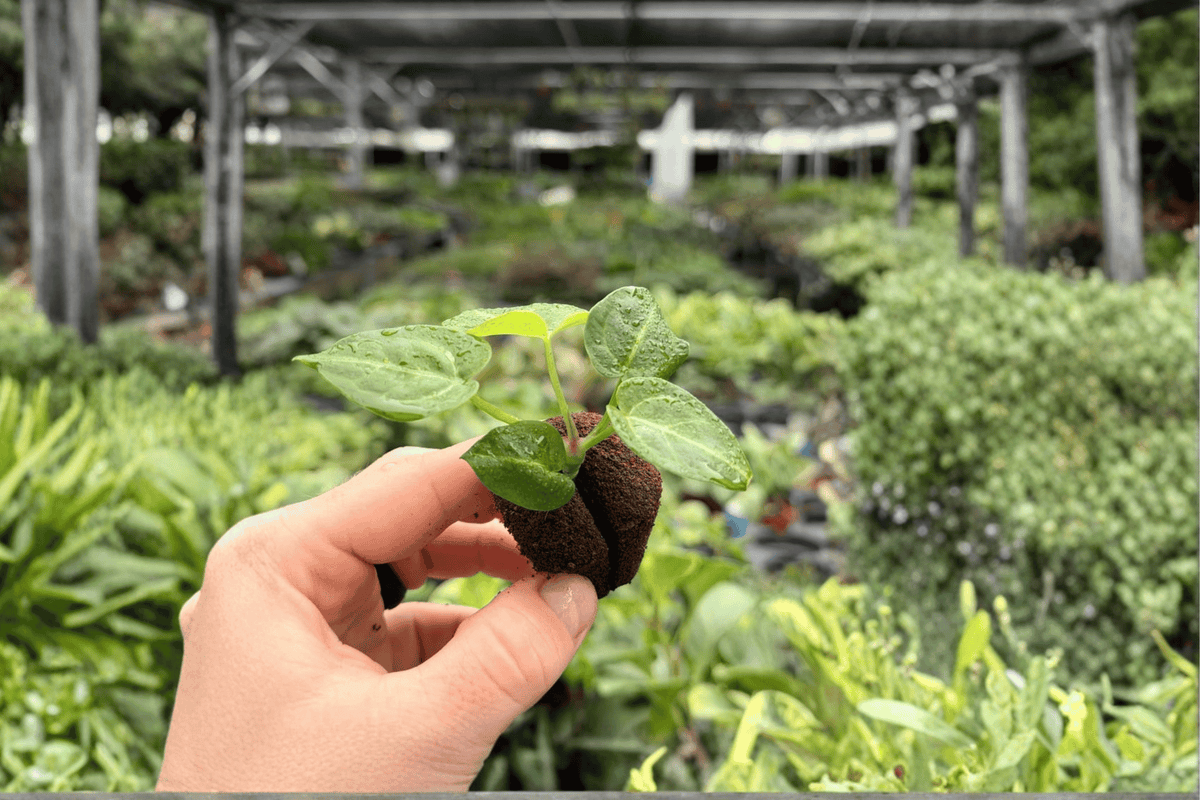 Seed-Grown Anthurium Starter Plants - 2 Live Plugs, Crystallinum x Magnificum Hybrid, Ornamental Aroid Plants