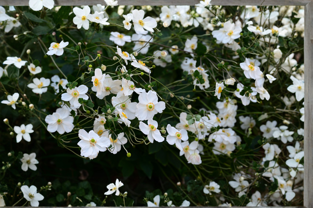 Honorine Jobert Anemone Live Plants 3 Rooted Starters 1 Qt Pots White Windflower Perennial - Anemone × hybrida 'Honorine Jobert'
