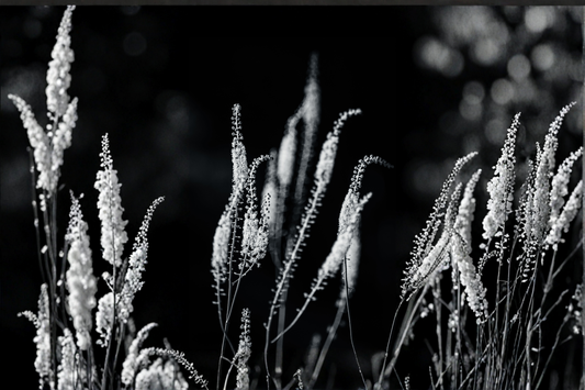10 Bare Root Black Cohosh Plants for Transplanting - Actaea racemosa - Woodland Perennial for Shade Gardens