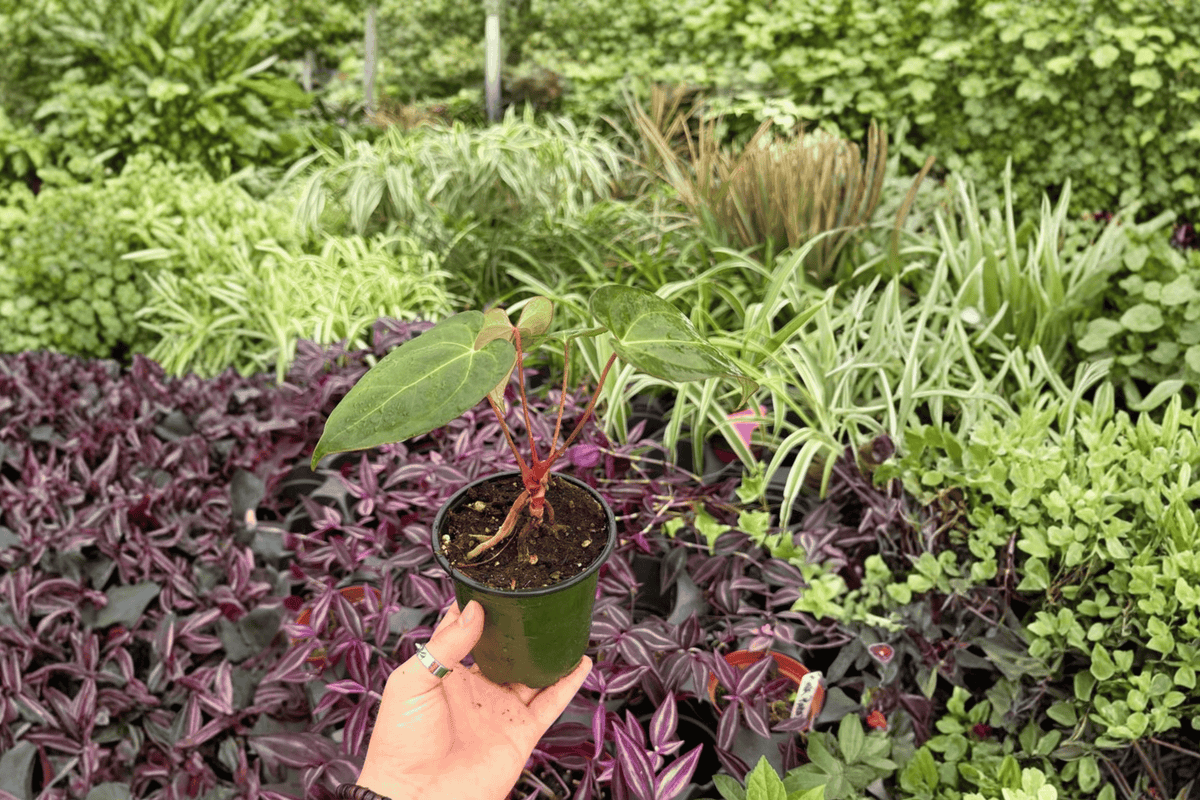 Anthurium FS x Blue Papi – 2 Live Plants in 4” Pots – Tropical Foliage Plants (Anthurium hybrid) for Indoors