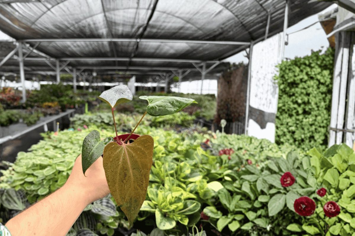 Anthurium Live Plants - 4-Inch Pots - Legend x Dark Phoenix Hybrid - Anthurium 'Legend' × 'Dark Phoenix' - 2 Exact Specimens