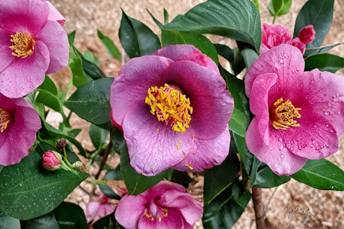 Japanese Camellia ‘Grape Soda’ 3 Gallon - Deep Red Evergreen Flowering Shrub - Camellia japonica - Ideal for Shade Gardens