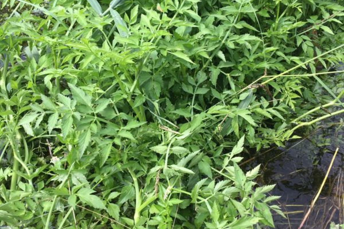 Vietnamese Water Celery Live Plants 3-5 Count - Rau Cần Nước - Oenanthe javanica - Aquatic Perennial for Water Gardens