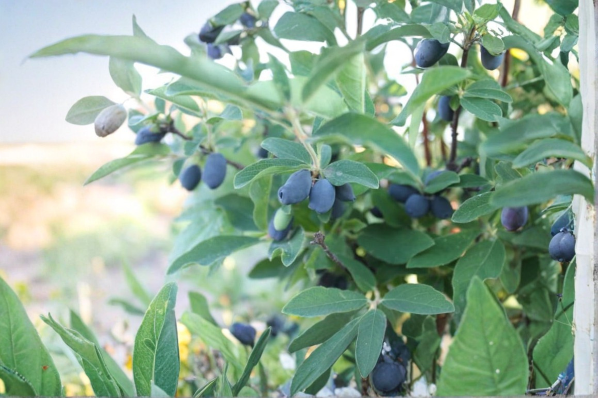 Blue Sea Honeyberry Live Plant - Lonicera caerulea - Fruiting Shrub for Edible Gardens & Berry Collection