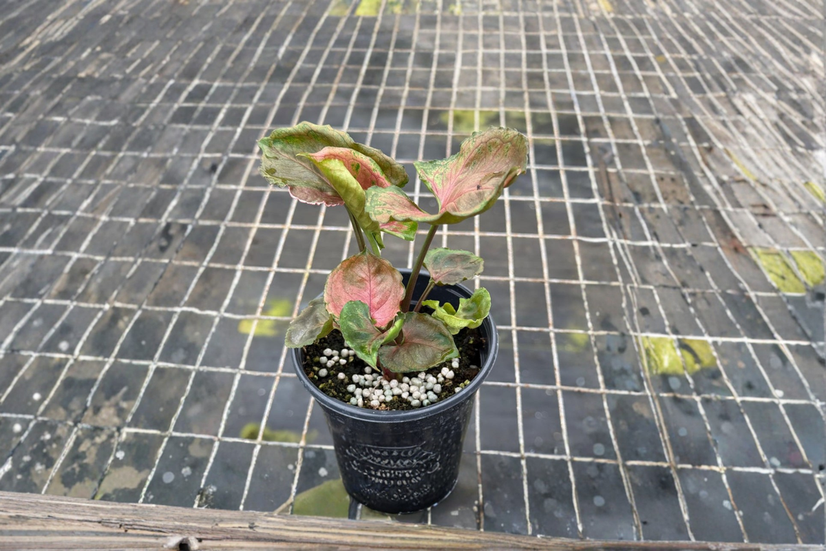 Syngonium Strawberry Ice Live Plant | Rooted Starter | Rare Arrowhead | Syngonium podophyllum ‘Strawberry Ice’ | Indoor Tropical Houseplant