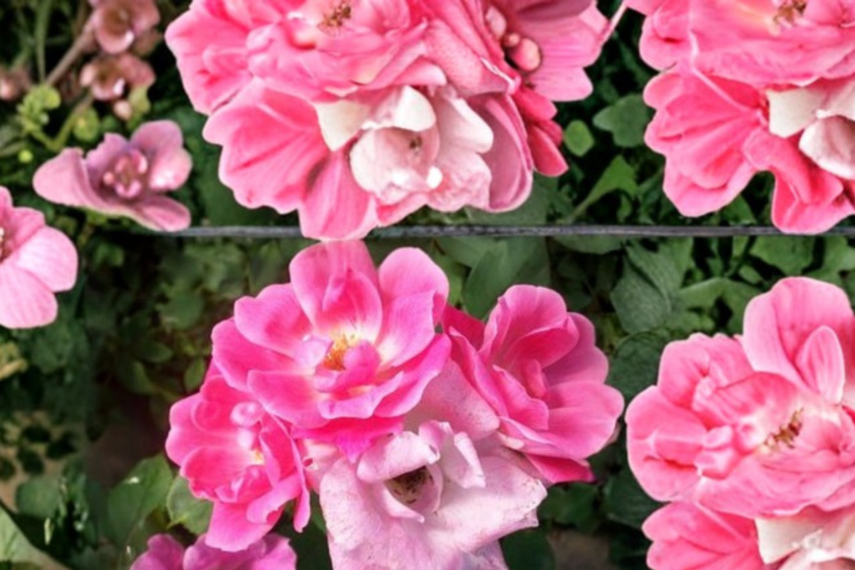 Pink Knock Out Rose Bush 3 Gal Live Plant, Medium Pink Flowering Shrub, Rosa spp., Low Maintenance Outdoor Garden Plant