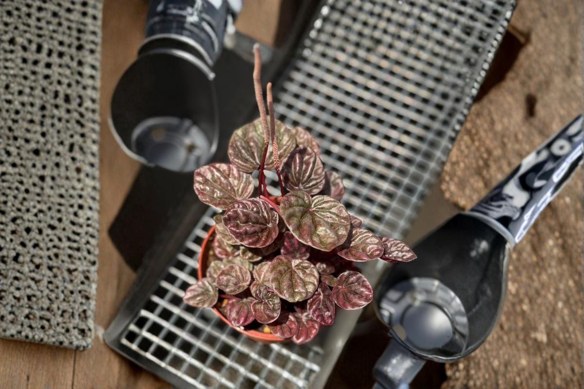 Peperomia Schumi Red Live Plant 3 Inch Pot - Deep Red Tropical Houseplant - Pet Friendly Indoor Plant Gift - Peperomia Hybrid