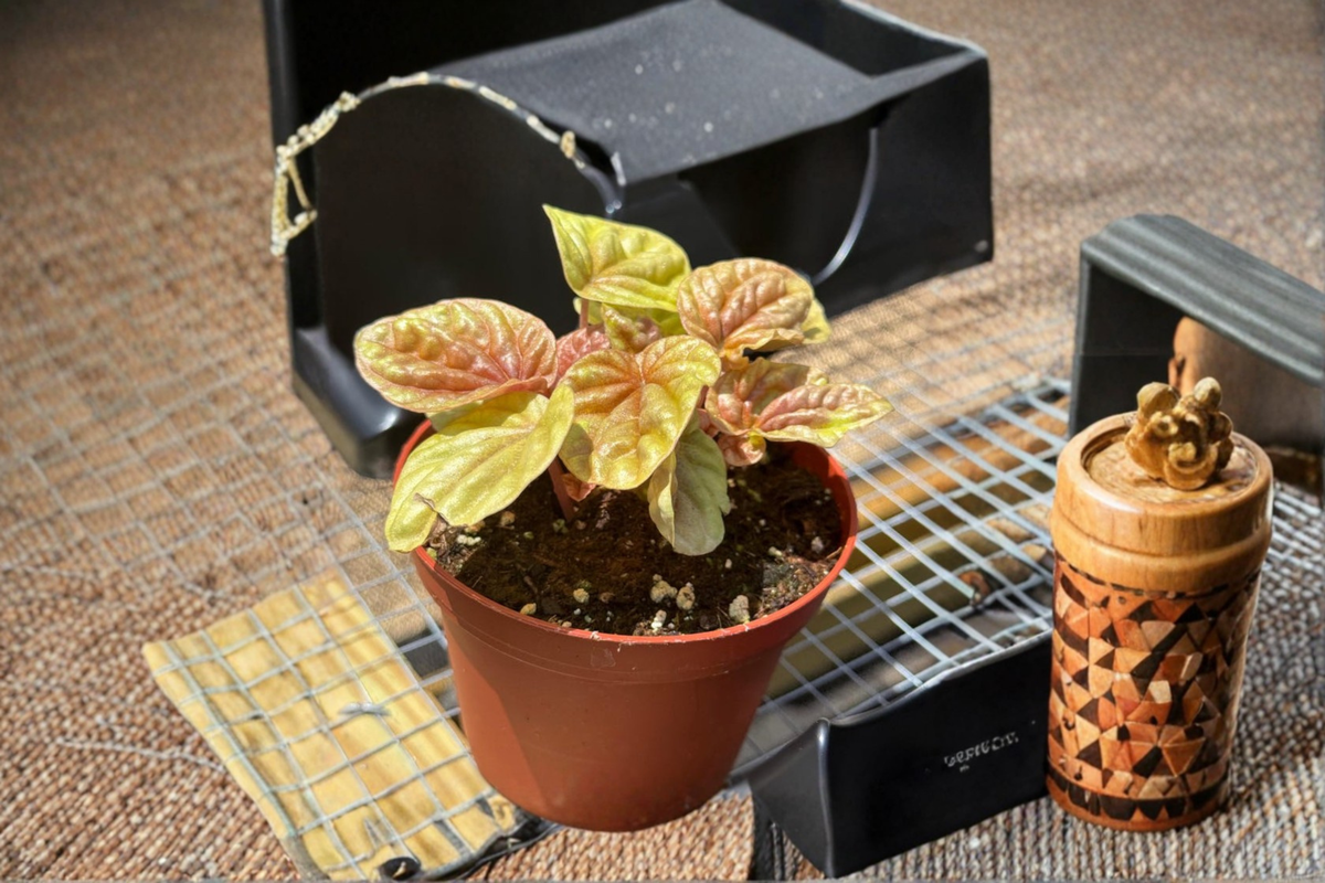 Peperomia Quito Live Plant in 3 Inch Pot, Red Tropical Houseplant, Pet Friendly, Low Maintenance Indoor Plant, Peperomia Hybrid