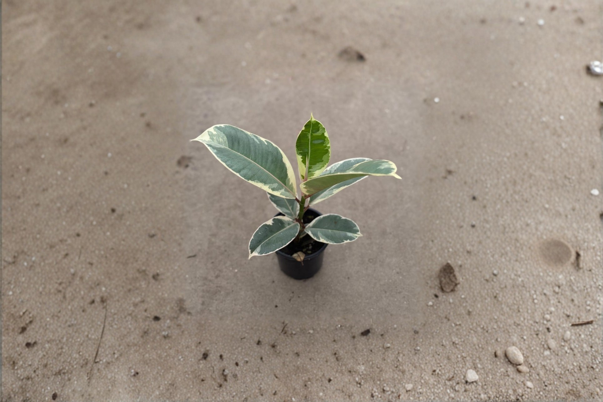 Ficus Tineke Live Plant in 2 Inch Pot | Variegated Rubber Plant | Ficus elastica ‘Tineke’ | Rare Tropical Houseplant