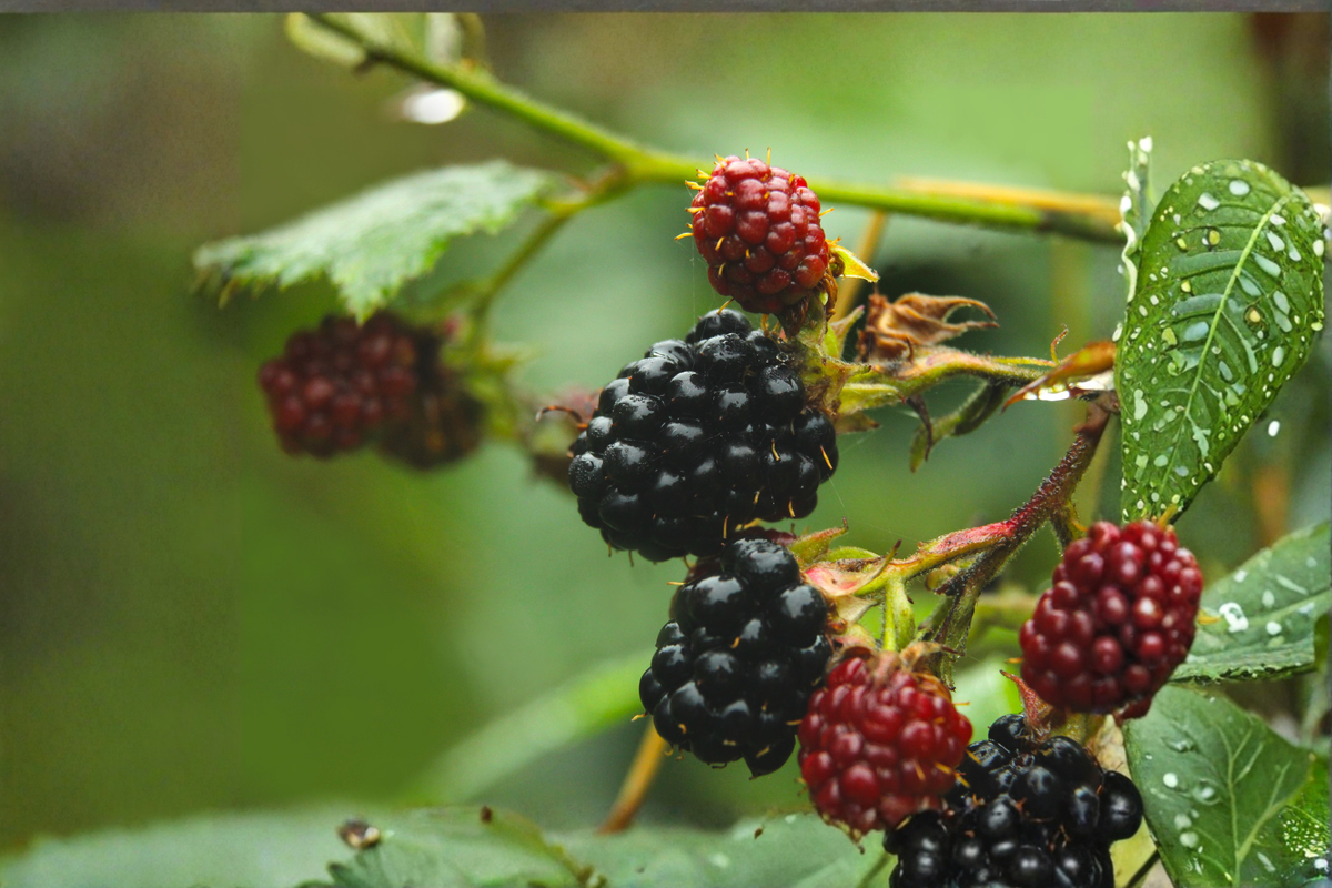 3 Live Natchez Blackberry Plants 4-6 Inches - Rubus 'Natchez' - Thornless, Large Fruiting Variety - Ships Bare Root