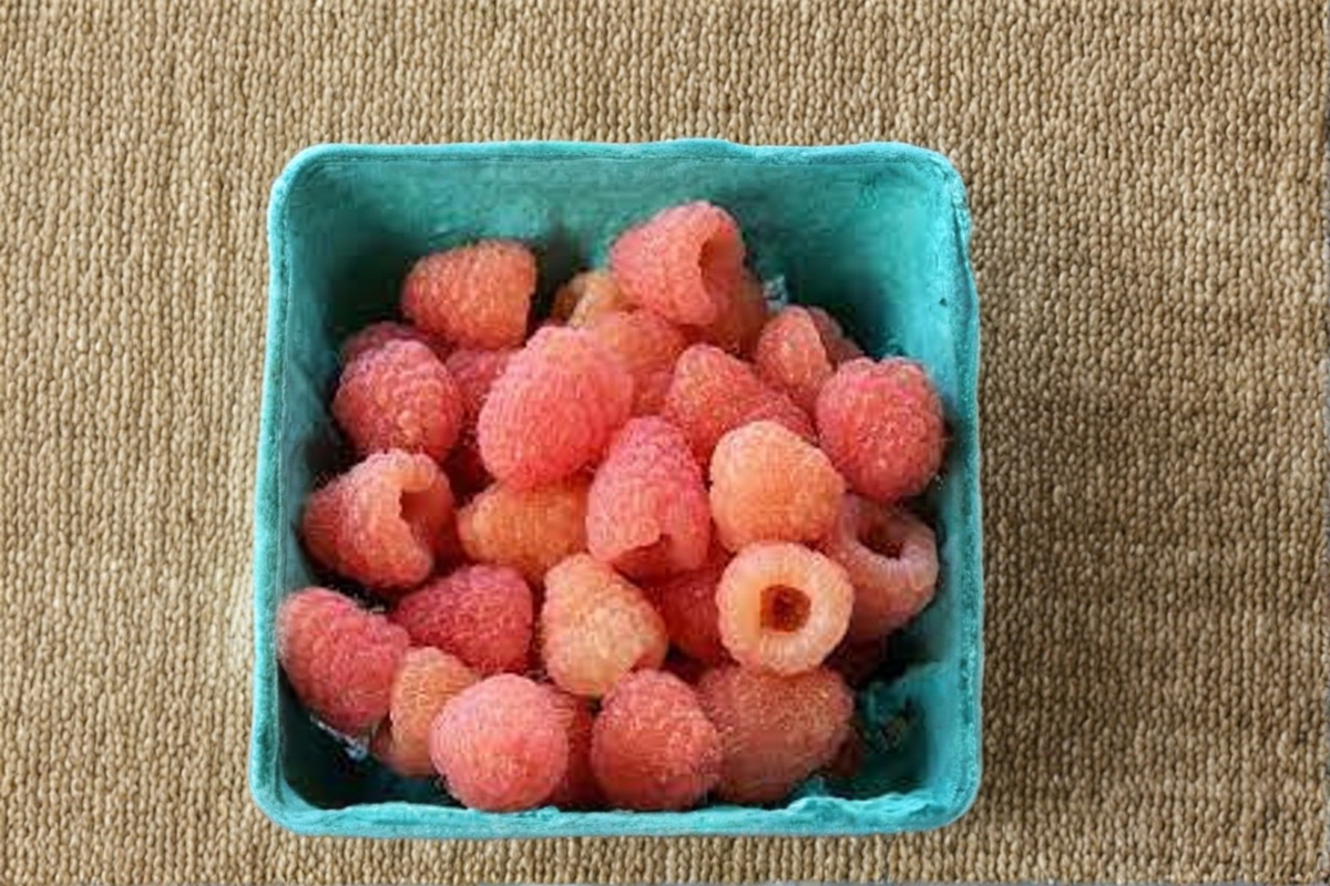Double Gold Raspberry Plant 1 Gallon Potted Yellow Berry Bush Rubus idaeus 'Double Gold' - Fruit Bearing Edible Shrub