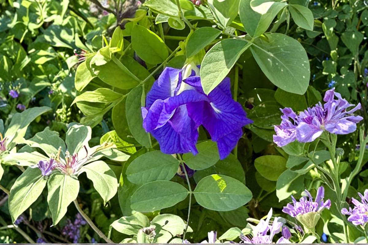 Blue Butterfly Pea Seeds - 35 Double Layer Blue Flower Seeds - Clitoria Ternatea - Ornamental Climbing Vine for Gardens