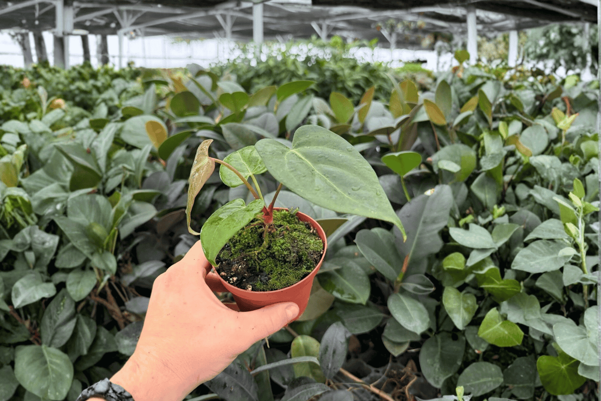 Anthurium Live Plants - 4-Inch Pots - Xone x Dressleri Hybrid - Tropical Aroid - 2 Exact Specimens