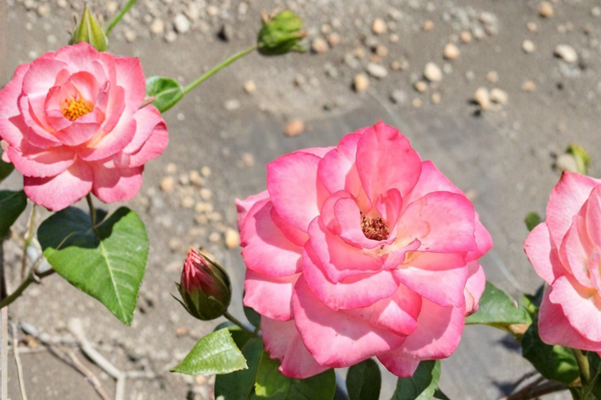 Nichole Floribunda Rose Plant Live 1 Gal - Everblooming White Pink Rose Bush, Fragrant Flowering Shrub for Garden