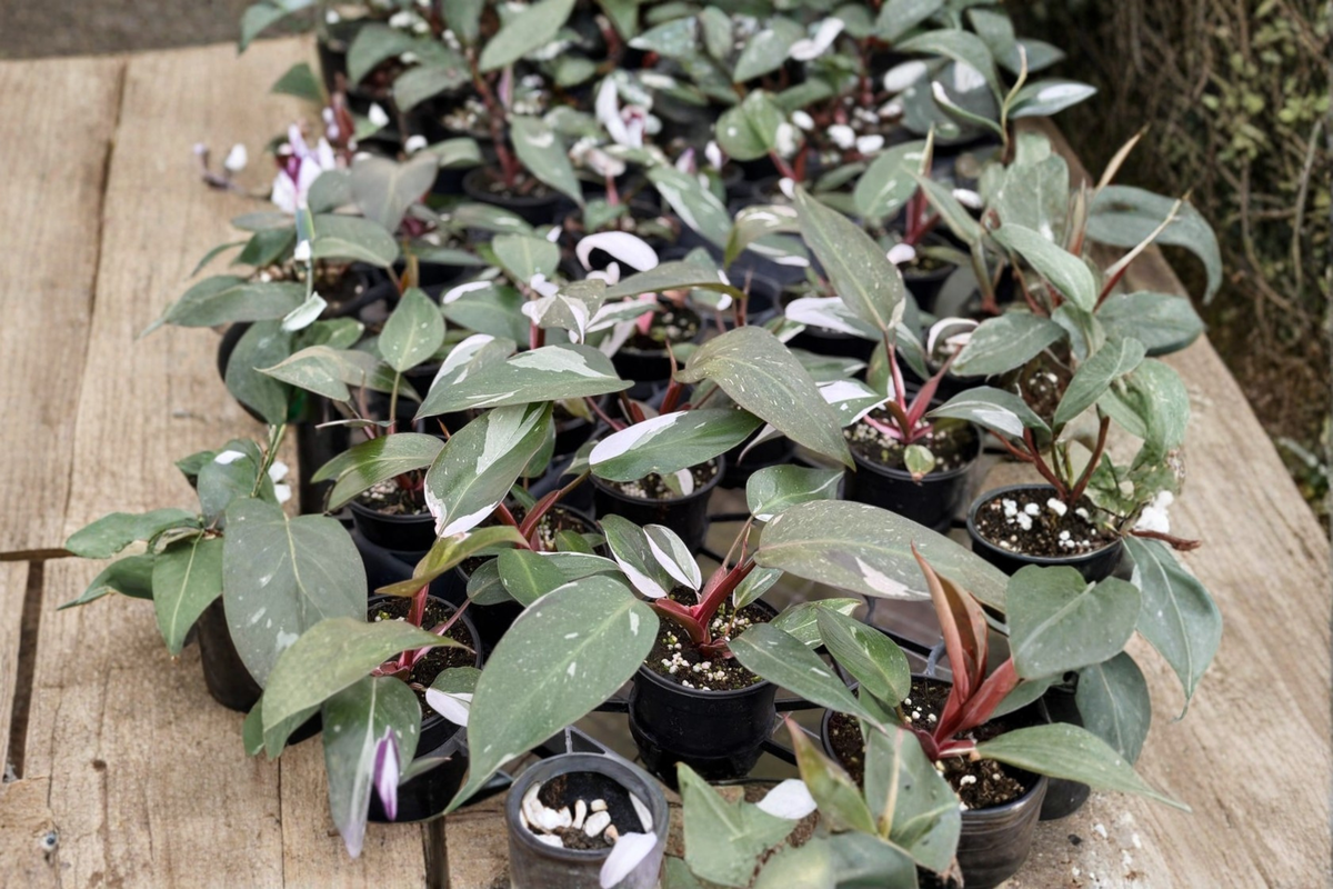 Philodendron Red Anderson Live Plant - 4 Inch Variegated Tropical Houseplant - Philodendron cultivar