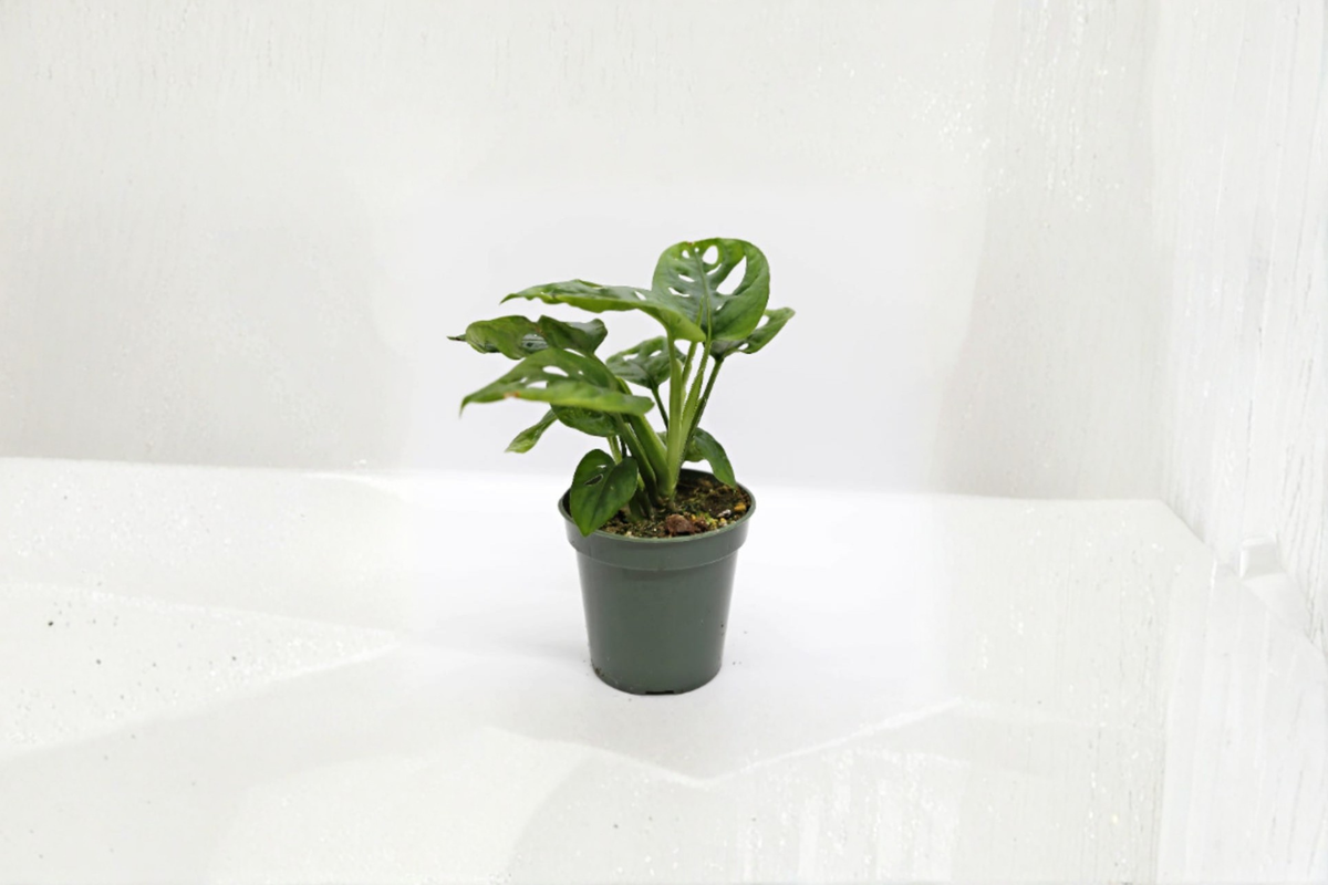 Monstera Adansonii Swiss Cheese Plant - Live Indoor Houseplant in 2 or 4 Inch Pot - Monstera adansonii - Rooted Greenery