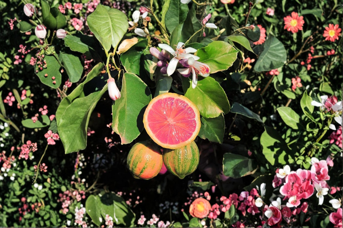 Variegated Pink Lemon Tree Live Plant 5 Inch Pot Citrus limon ‘Eureka Variegated Pink’ Indoor Outdoor Garden Gift