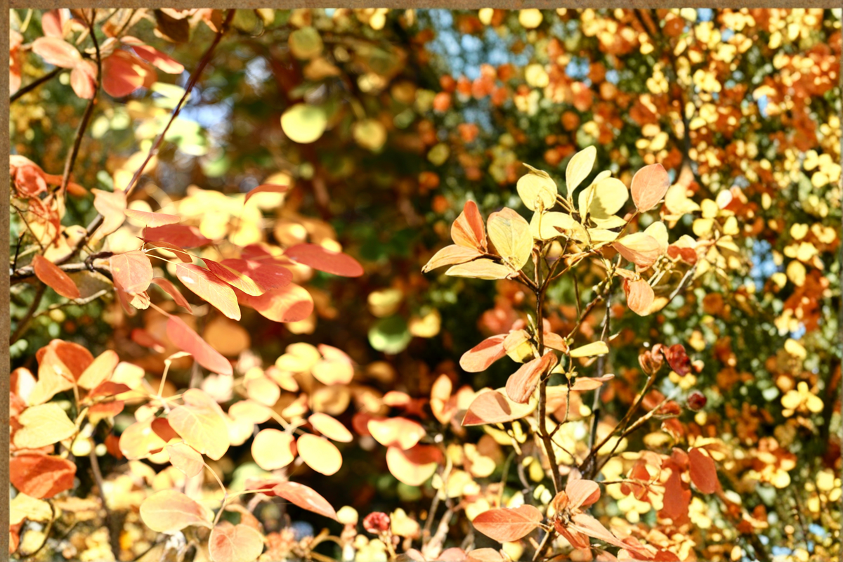 Winecraft Gold Smokebush Live Plant 4 Inch Pot - Cotinus coggygria 'NCCO1' - Golden Yellow Foliage, Ornamental Shrub