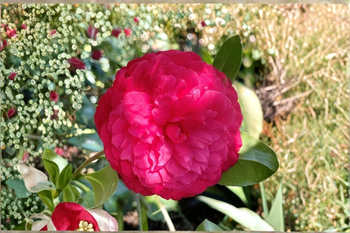 Japanese Camellia ‘C.M. Hovey’ 3 Gallon - Red Evergreen Flowering Shrub - Camellia japonica - Ideal for Shade Gardens