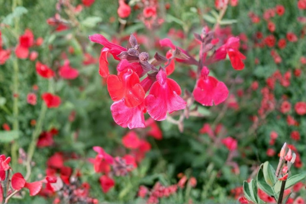 Lipstick Salvia Live Plant 1 Gallon - Salvia greggii, Bright Red Flowers, Fully Rooted for Pollinator Gardens & Borders